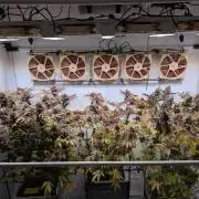 Indoor Photoperiod Run #5 (2025/2026)