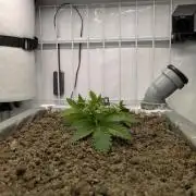 Zombie Kush - 4 weeks Veg