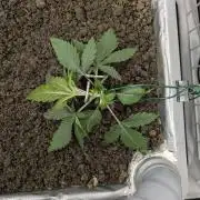 Zombie Kush - 4 weeks Veg
