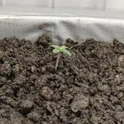Chempie - 4 weeks Veg