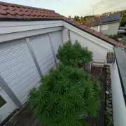 Roof terrace 2026