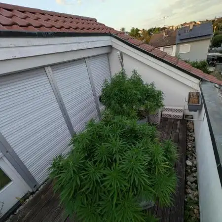 Roof terrace 2026
