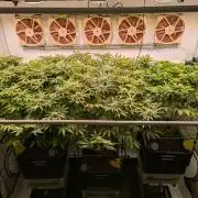 Indoor Photoperiod Run #4 (2025)