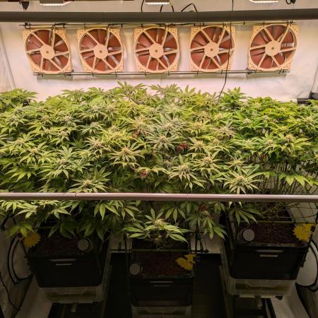 Indoor Photoperiod Run #4 (2025)