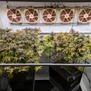 Indoor Photoperiod Run #4 (2025)