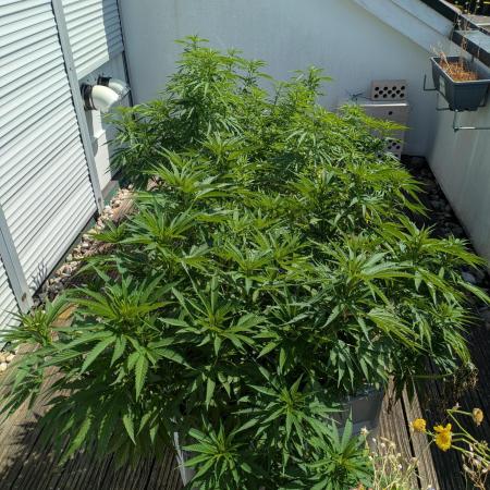 Roof terrace 2026