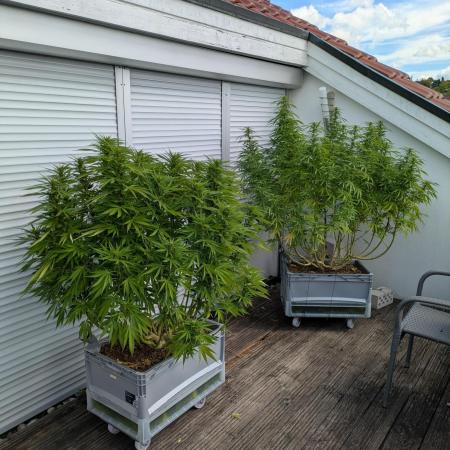 Roof terrace 2026