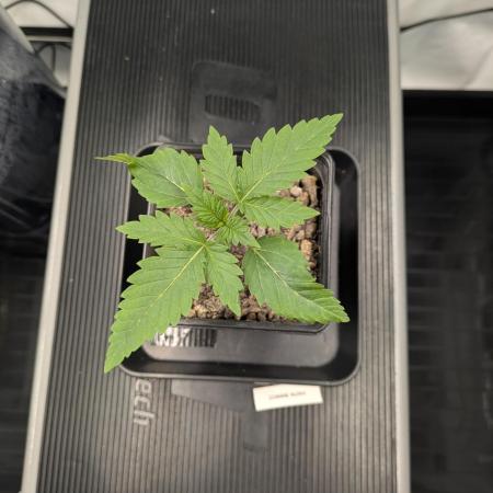 Zombie Kush - 4 weeks Veg