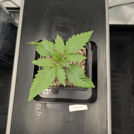 Zombie Kush - 4 weeks Veg