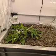 Chempie - 4 weeks Veg
