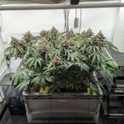 The Tropical Ice Cream One - F026