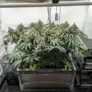 The Tropical Ice Cream One - F026