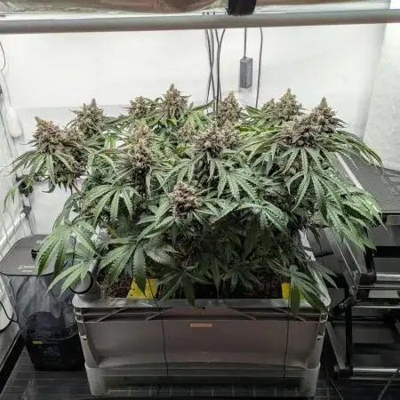 The Tropical Ice Cream One - F026