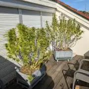 Roof terrace 2026