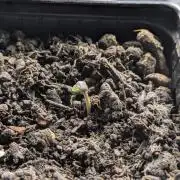 Zombie Kush - 4 weeks Veg