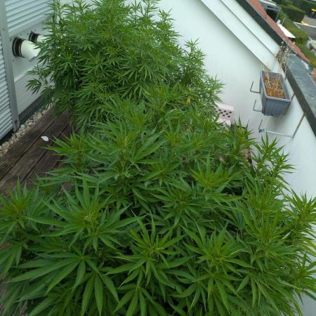 Roof terrace 2026