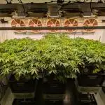 Indoor Photoperiod Run #4 (2025)