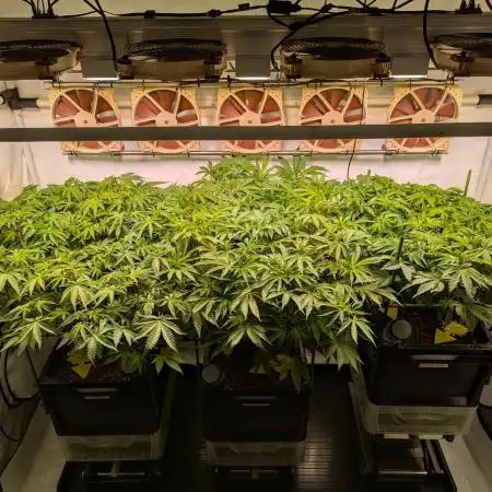 Indoor Photoperiod Run #4 (2025)