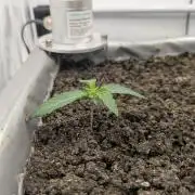 Chempie - 4 weeks Veg