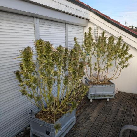 Roof terrace 2026