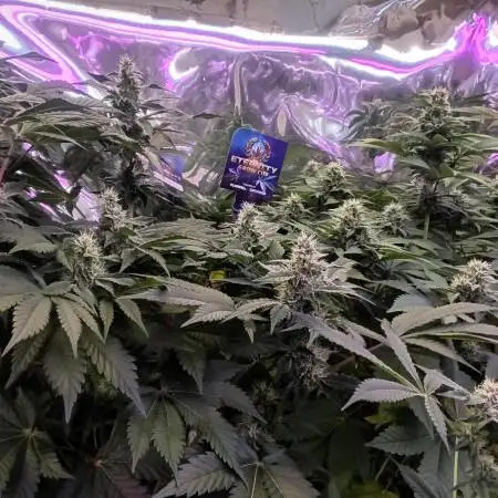 Eternity Grow 2025