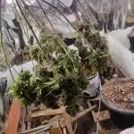 White Widow (Original sensible)