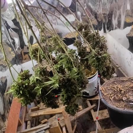White Widow (Original sensible)