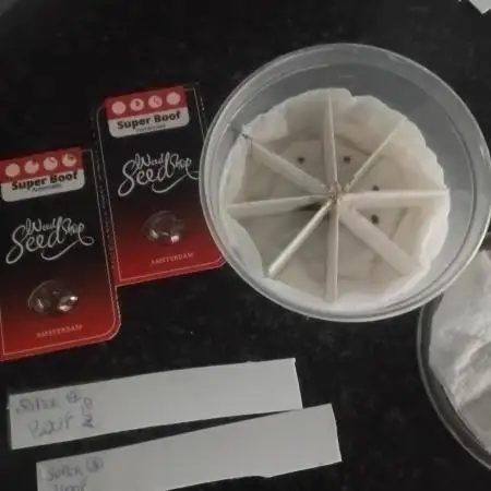 WeedSeedShop auto