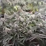 White Widow (Original sensible)