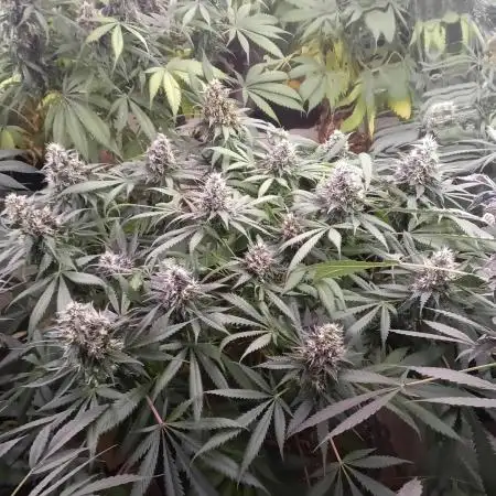 White Widow (Original sensible)