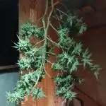 Filhas da mãe 2 (clones M. Orange)