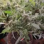 Filhas da mãe 3 (M. orange)