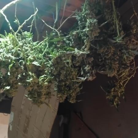 Filhas da mãe 3 (M. orange)
