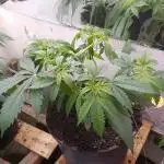 Bruce Banner (Original sensible)
