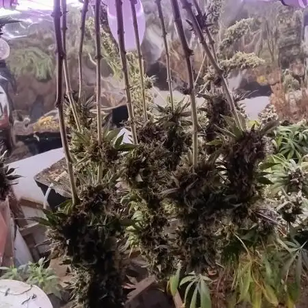 Alien Moonrocks (Original Sensible)