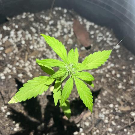 Bruce Banner #3 Auto