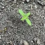 Afghan Kush Photoperiod