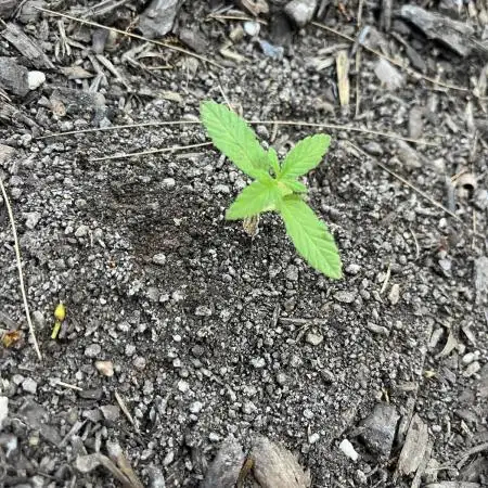 Afghan Kush Photoperiod