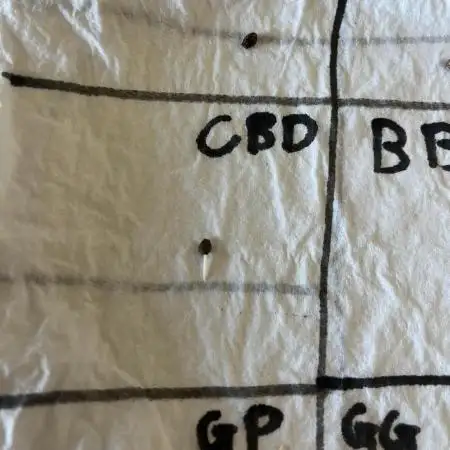 CBD Lemon Auto