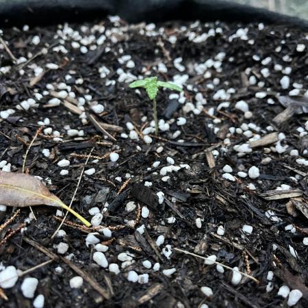 GG#4 Original Glue Photoperiod