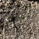 CBD Lemon Auto