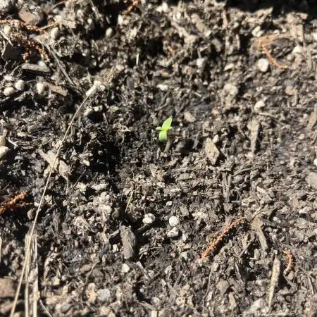 CBD Lemon Auto