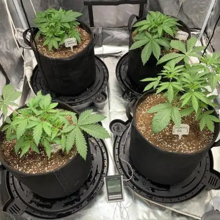 3rd Pure instinto grow