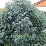Outdoor Germany Northern Lights, etc.