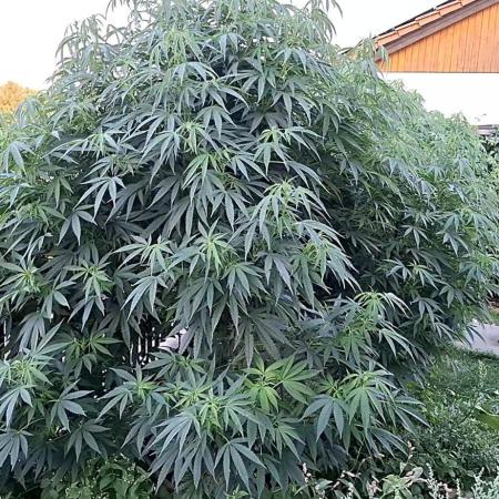 Outdoor Germany Northern Lights, etc.