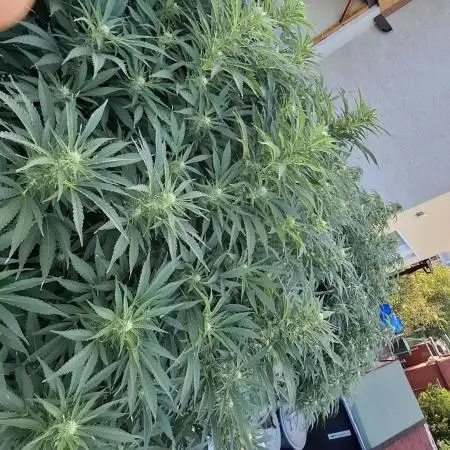 Outdoor Germany Northern Lights, etc.