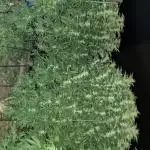 Outdoor Germany Northern Lights, etc.