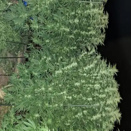 Outdoor Germany Northern Lights, etc.