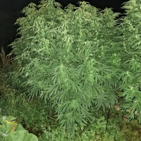 Outdoor Germany Northern Lights, etc.