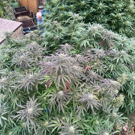 Outdoor Germany Northern Lights, etc.